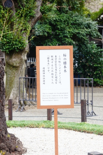 【千鳥ヶ淵・靖国神社の桜も見頃】_f0215714_09442145.jpg