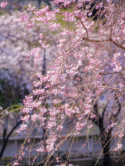 「桜2023」_a0000029_12264611.jpg