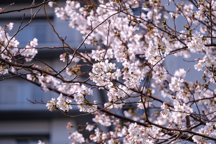 「桜2023」_a0000029_12270789.jpg