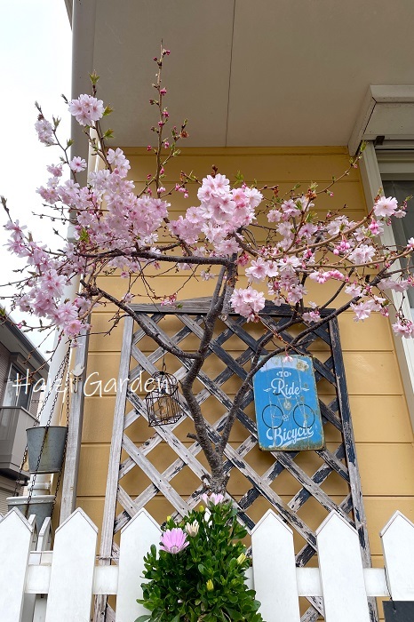十月桜満開＆何年振りかに咲いたスイセン - ハイジの玄関先ガーデン　エピソード２♪