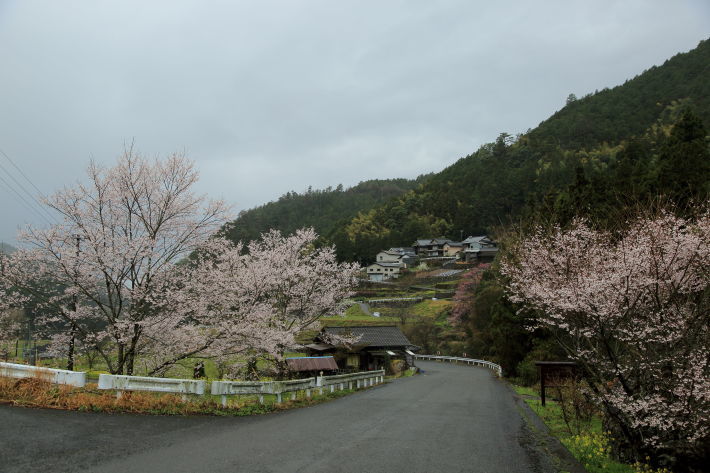 雨の朝の桜たち_c0358784_21290276.jpg