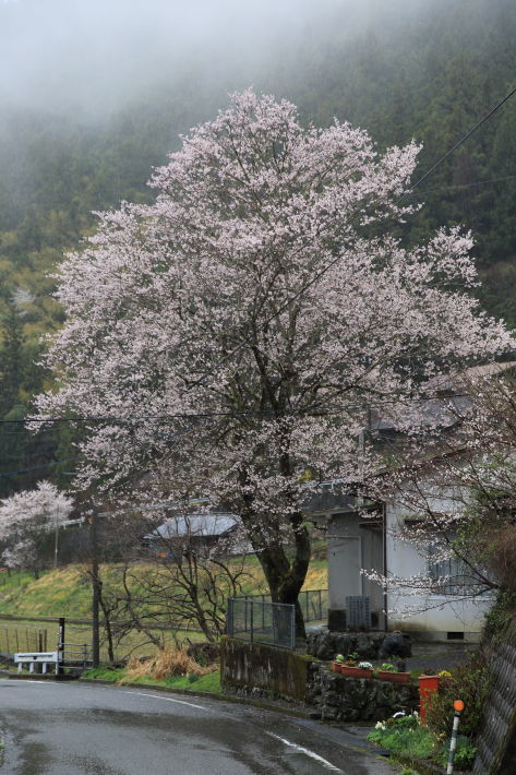 雨の朝の桜たち_c0358784_21293343.jpg