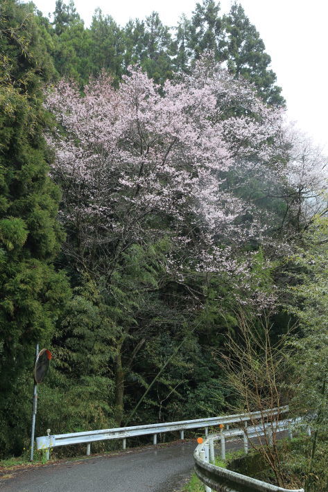 雨の朝の桜たち_c0358784_21300587.jpg