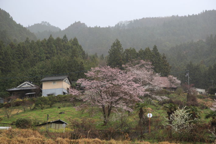 雨の朝の桜たち_c0358784_21301245.jpg