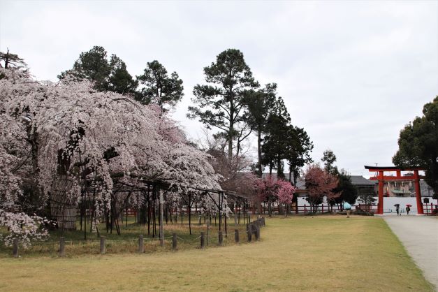 御所桜が盛りに　上賀茂神社_e0048413_22355222.jpg