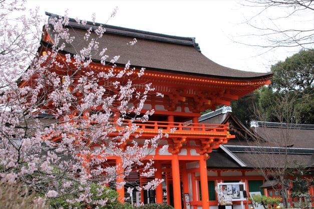 御所桜が盛りに　上賀茂神社_e0048413_22355736.jpg