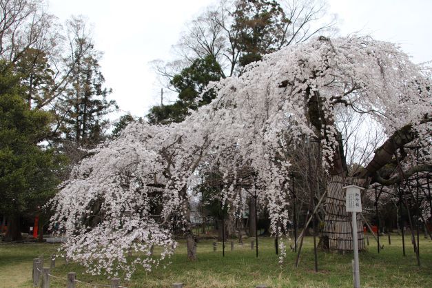 御所桜が盛りに　上賀茂神社_e0048413_22360817.jpg