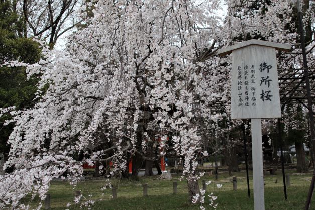 御所桜が盛りに　上賀茂神社_e0048413_22362639.jpg