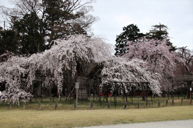 御所桜が盛りに　上賀茂神社_e0048413_22363094.jpg