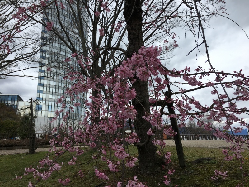 土筆も桜も&#127800;&#127800;&#127800;_d0358618_12454657.jpeg