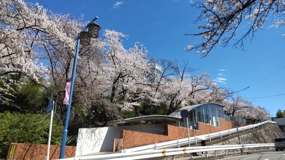 雨上がりの桜。_e0394031_16511725.jpg