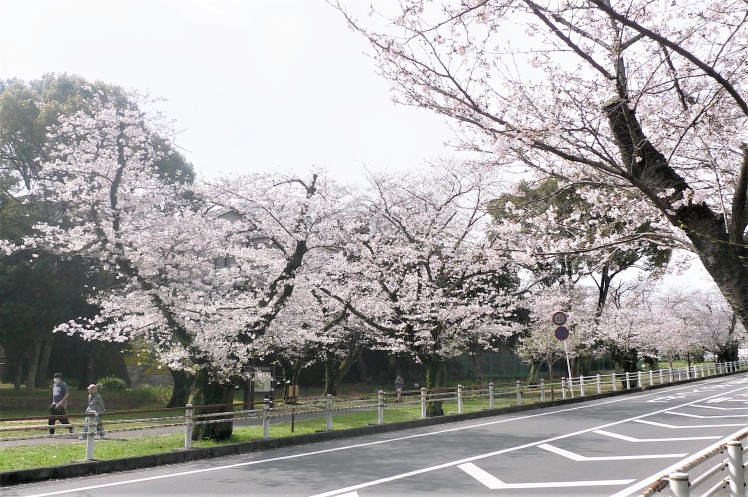 6₋668) しっかり満開の花見_d0092767_15051828.jpg