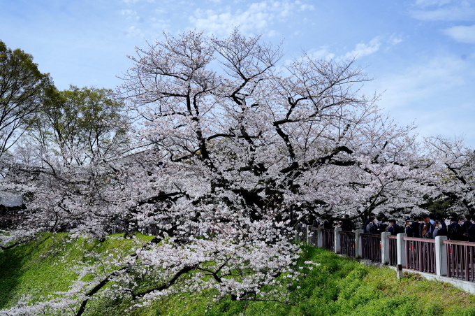 千鳥ケ淵の桜　～2023～_c0188784_21323095.jpg
