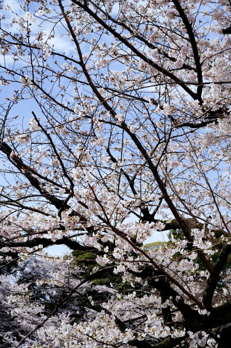 千鳥ケ淵の桜　～2023～_c0188784_21333285.jpg