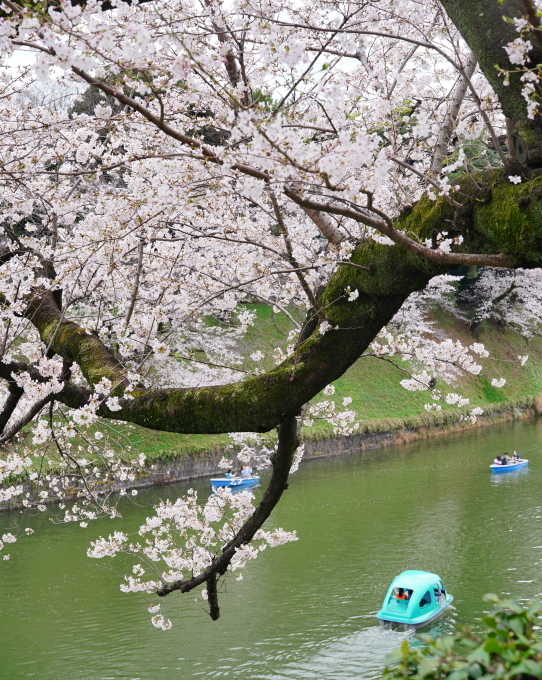 千鳥ケ淵の桜　～2023～_c0188784_21430167.jpg