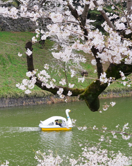 千鳥ケ淵の桜　～2023～_c0188784_21440889.jpg