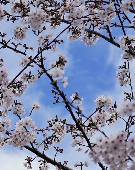 千鳥ケ淵の桜　～2023～_c0188784_21480172.jpg