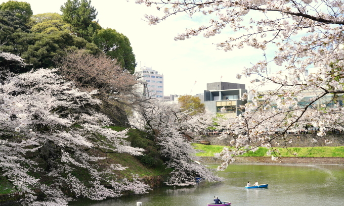 千鳥ケ淵の桜　～2023～_c0188784_22053063.jpg