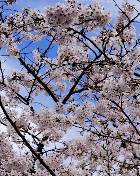 千鳥ケ淵の桜　～2023～_c0188784_22114575.jpg