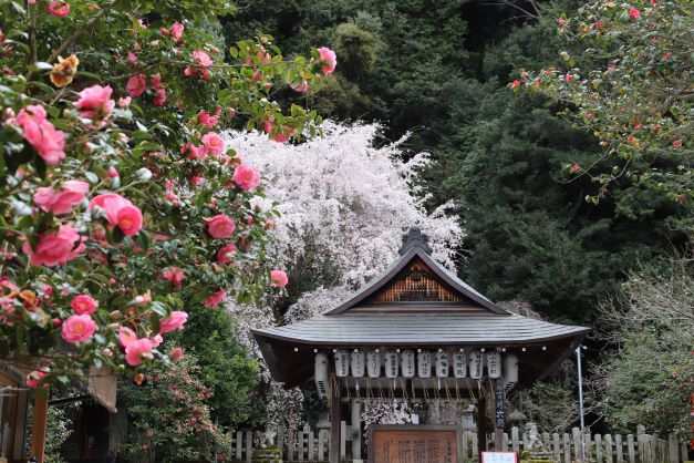 枝垂れ桜と椿が満開に　大豊神社_e0048413_21073672.jpg