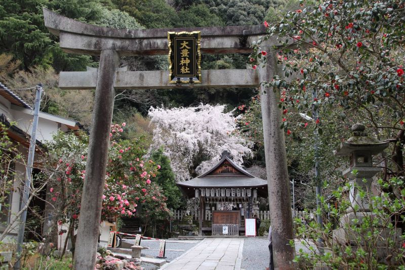 枝垂れ桜と椿が満開に　大豊神社_e0048413_21074374.jpg
