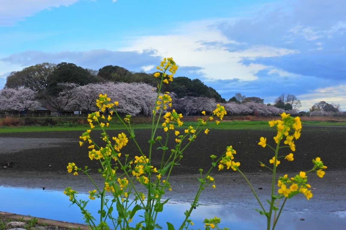 多々良沼ソメイヨシノが満開に♪（３月２４日は生憎の曇り空で桜の映えも今一だったのが残念なり）_a0031821_14570684.jpg