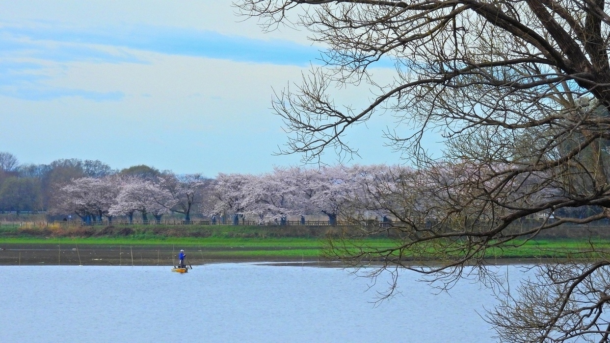 多々良沼ソメイヨシノが満開に♪（３月２４日は生憎の曇り空で桜の映えも今一だったのが残念なり）_a0031821_15073569.jpg
