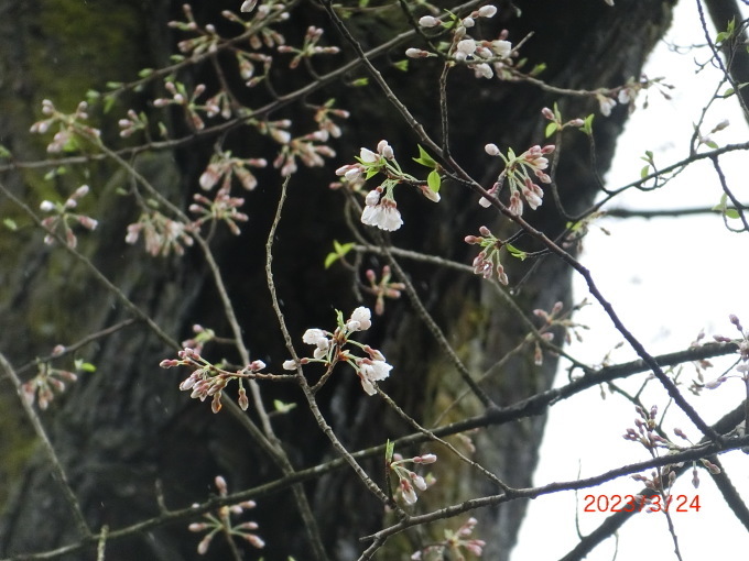 2023桜開花情報_f0074962_21021479.jpg