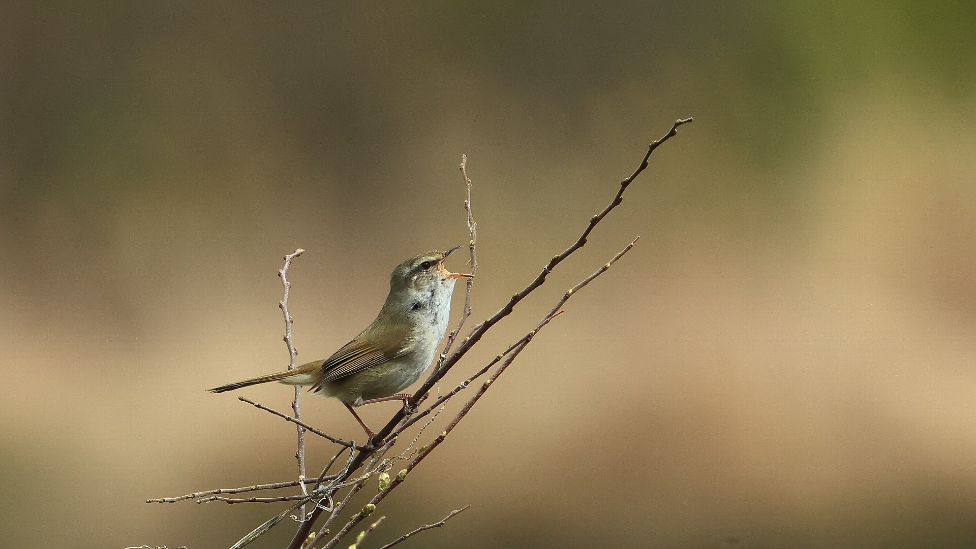 昨日の相模川ジェイソンパーク付近のウグイス囀り　Song of Japanese bush warbler at the Sagami river Jason park_f0105570_11114711.jpg