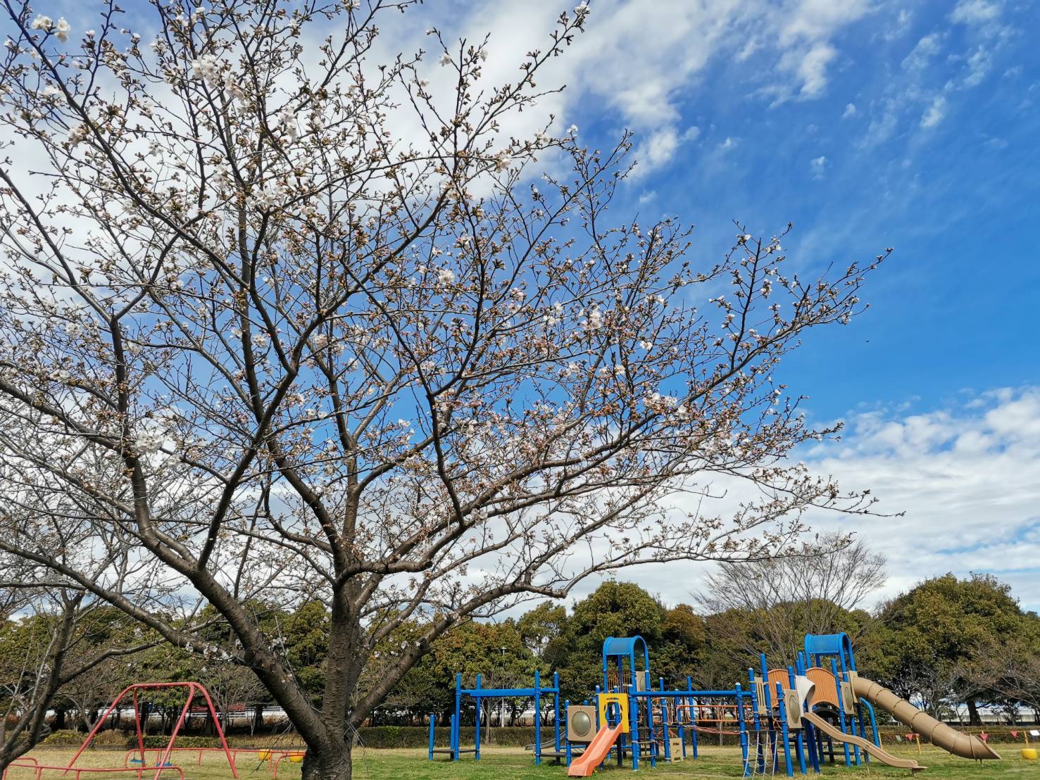 富浜緑地情報♪桜の開花のお知らせ_d0338682_00185843.jpg