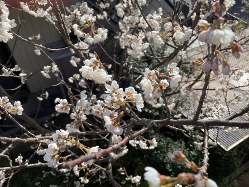庭にも桜が咲きました_e0347700_10173811.jpeg