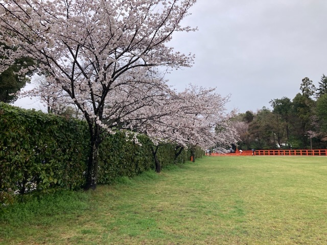 雨と桜の手作り市_a0255806_10354648.jpeg