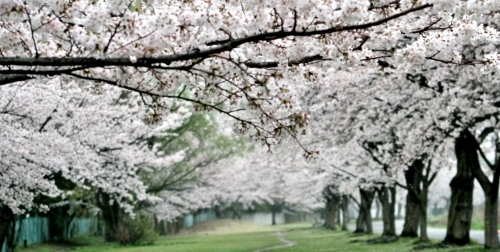 雨の大堀川　高田近隣公園にて_f0195711_18000639.jpg