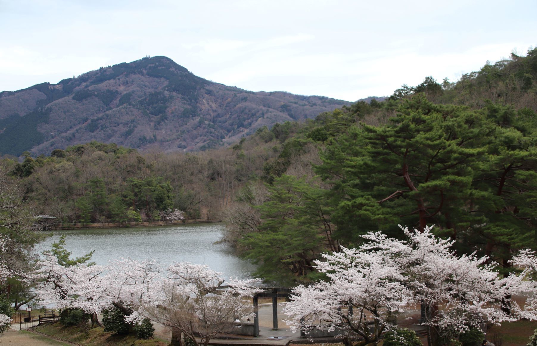宝が池も桜満開　比叡山が借景_e0048413_19312273.jpg