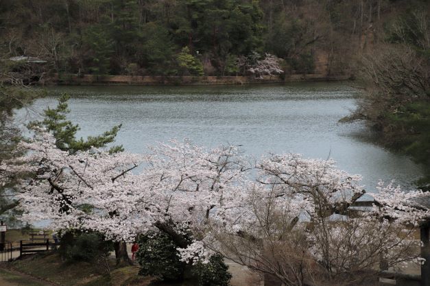 宝が池も桜満開　比叡山が借景_e0048413_19313047.jpg