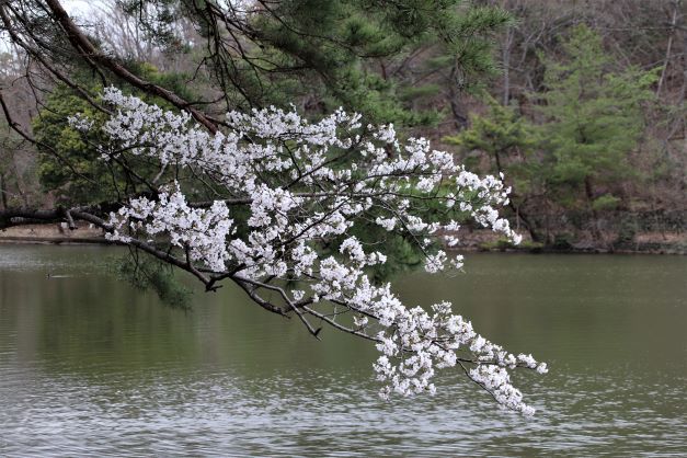 宝が池も桜満開　比叡山が借景_e0048413_19315041.jpg