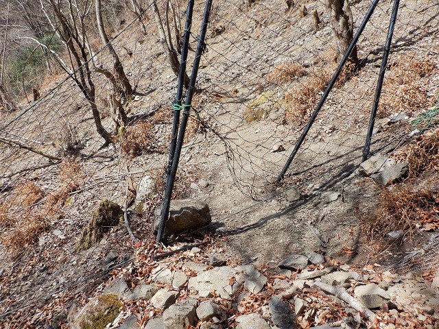 秩父市　遠い花園　大ドッケのフクジュソウ自生地　　　　　Mount Ōdoke in Chichibu, Saitama_f0308721_23120780.jpg