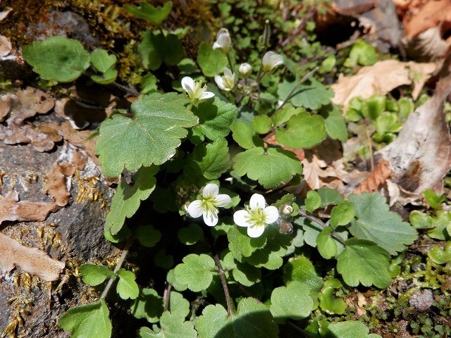 秩父市　遠い花園　大ドッケのフクジュソウ自生地　　　　　Mount Ōdoke in Chichibu, Saitama_f0308721_23134362.jpg