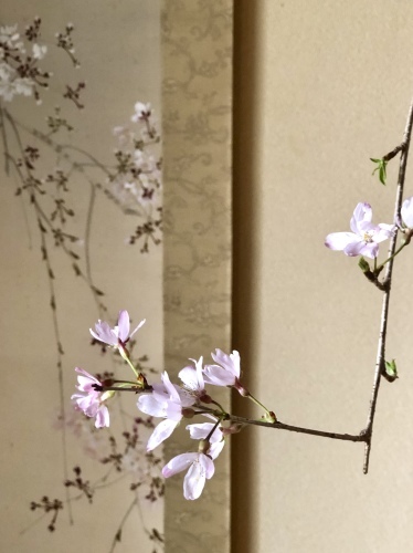 桜の季節の最高に嬉しいニュース_a0197730_12222364.jpeg