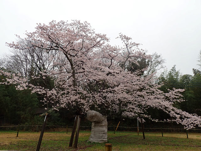 四万騎農園の菜の花＆下大津のサクラ_f0103534_16024021.jpg