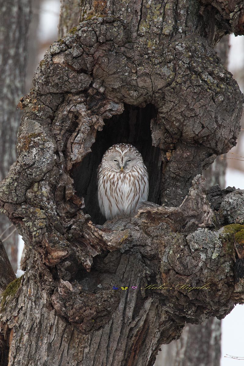 エゾフクロウ（Ural owl）_d0013455_11375177.jpg