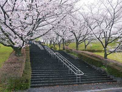 菊池公園、菊池神社の桜photoコレクション 2023_a0254656_15001944.jpg