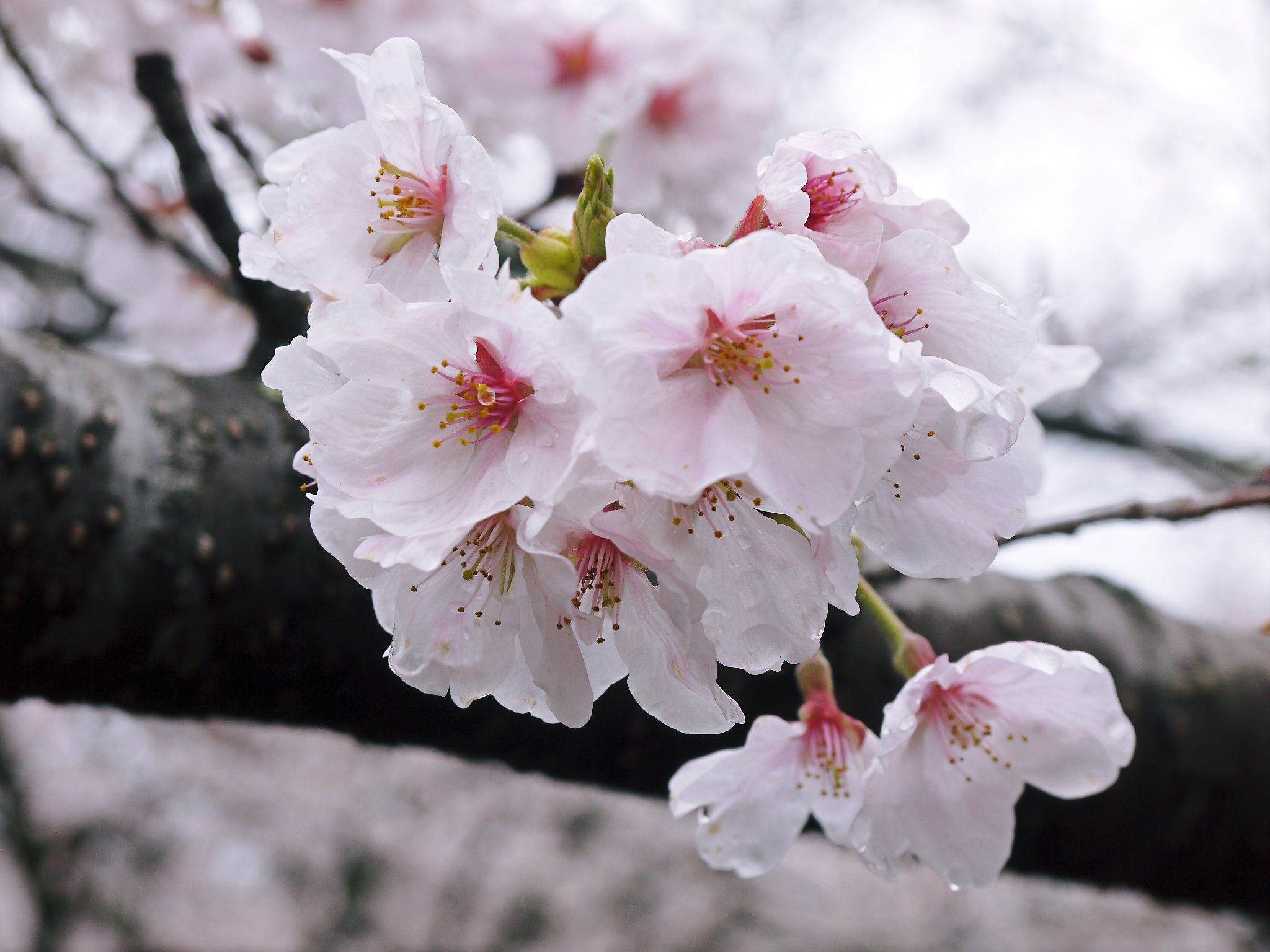 菊池公園、菊池神社の桜photoコレクション 2023_a0254656_15012606.jpg