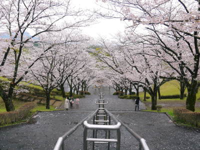 菊池公園、菊池神社の桜photoコレクション 2023_a0254656_15205531.jpg