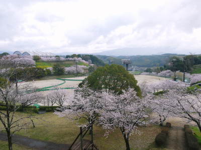菊池公園、菊池神社の桜photoコレクション 2023_a0254656_16241918.jpg