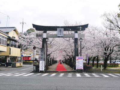 菊池公園、菊池神社の桜photoコレクション 2023_a0254656_16314293.jpg