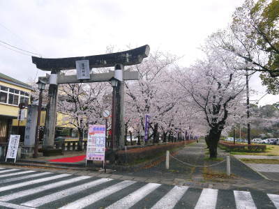 菊池公園、菊池神社の桜photoコレクション 2023_a0254656_16333745.jpg