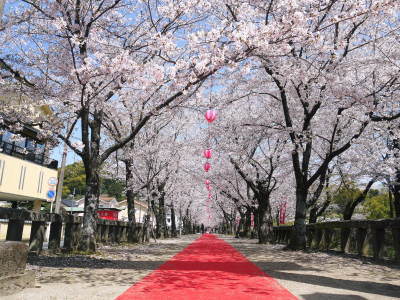 菊池公園、菊池神社の桜photoコレクション 2023_a0254656_16352910.jpg