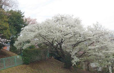 雨の前に・・_e0364056_11201054.jpg