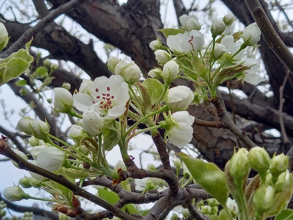 &#128587;雨があがった朝、駐車場の梨の花が咲きはじめています&#127800;配達から会議&#128221;今日も元気でまいりましょう&#128692;‍♀️_f0061067_00081183.jpg